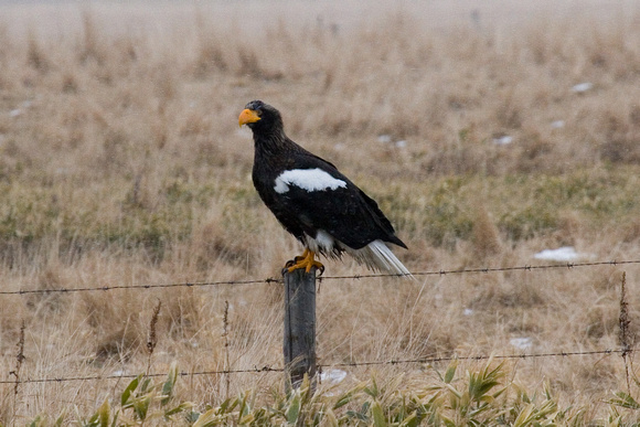 Another smart Steller's Sea Eagle