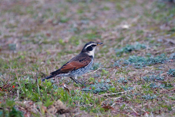 and the even better  Dusky Thrush!