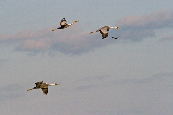 White-naped Cranes