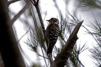Pygmy Woodpecker on Amami
