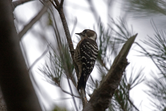 Pygmy Woodpecker on Amami