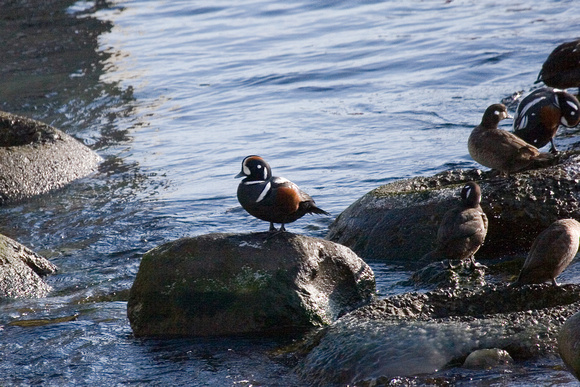 One of the prizes...the Harlequin Duck