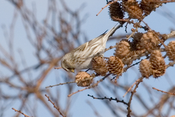 Arctic Redpoll? Common Redpoll?  Who knows !!!