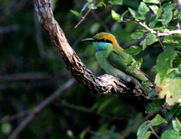 Little ( Green ) Bee-eater.