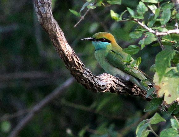 Little ( Green ) Bee-eater.