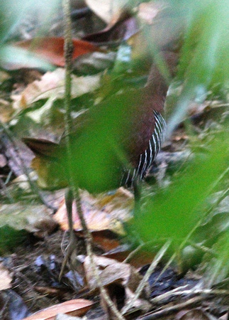 The  best photo I managed of the very shy Andaman Crake !
