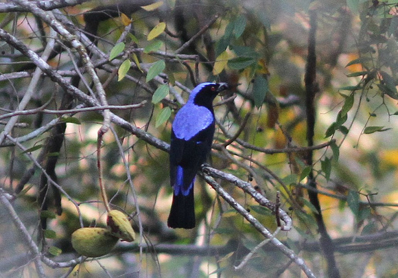 Fairy Bluebird.