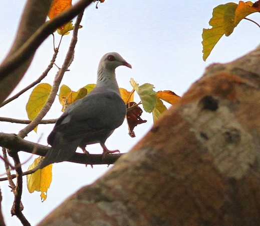 Andaman Wood-pigeon