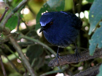 White-bellied Blue Robin