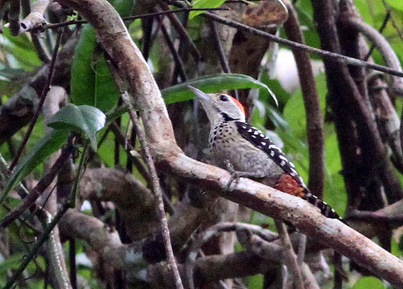 Fulvous-breasted Woodpecker ( Andaman race).
