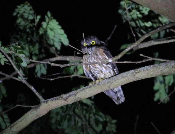 Andaman Hawk Owl