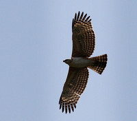 Crested Hawk Eagle...immature.