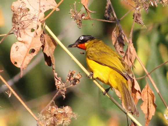 The excellent  but rather  restless Flame-throated Bulbul.