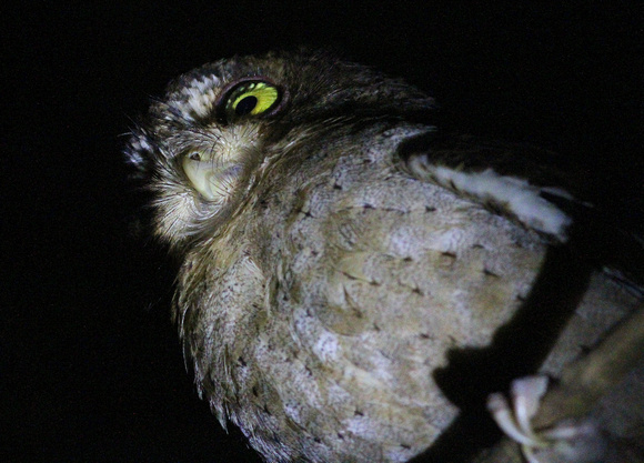 Andaman Scops Owl