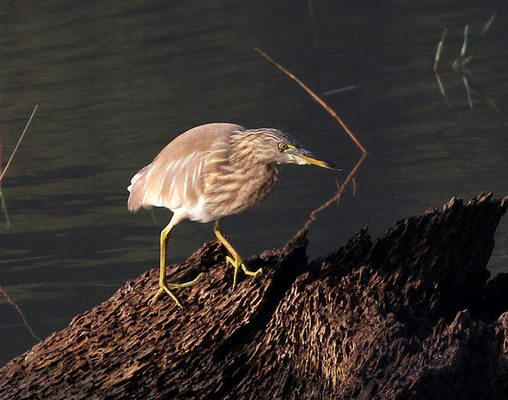 Indian Pond Heron.