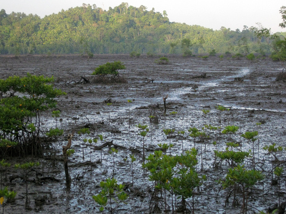 A mangrove forest destroyed by the tsunami...