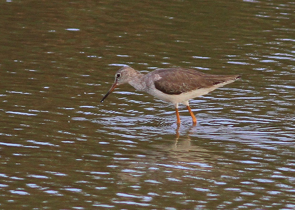 Common Redshank...presumably  of an eastern race.
