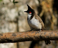 The very common  but rather  elegant Red-whiskered Bulbul