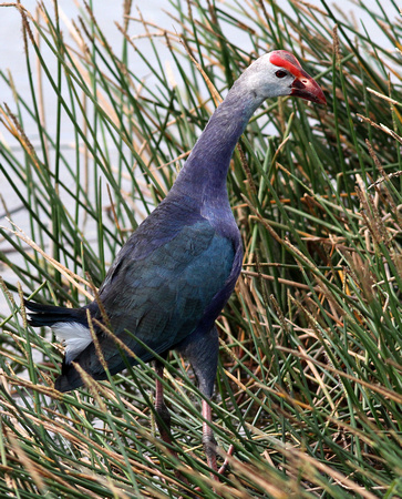 Another  Purple Swamphen.