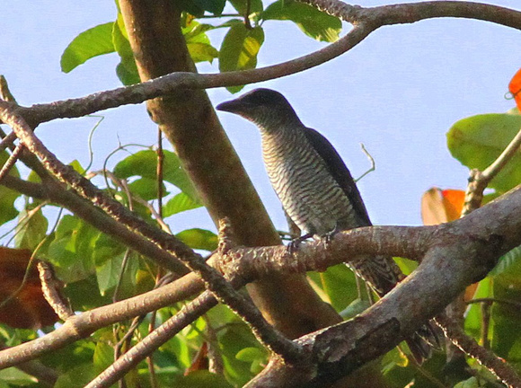 Andamans Cuckoo-shrike