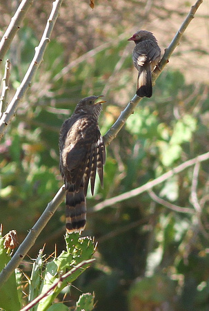 Another Yellow-billed  Babbler  feeding another Common Hawk Cuckoo !!