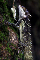 An endemic lizard..to be identified !
