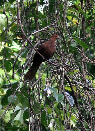 Andaman Cuckoo-dove