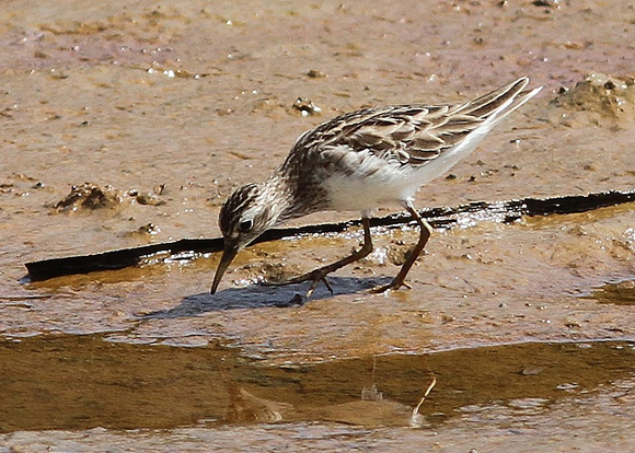 Another Long-toed Stint.....
