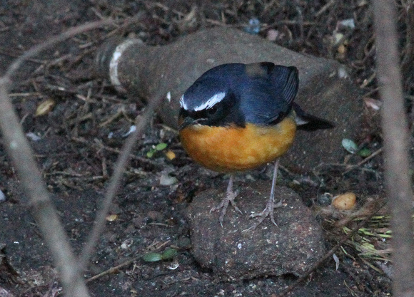 Indian Blue Robin ( male)...also with rubbish.