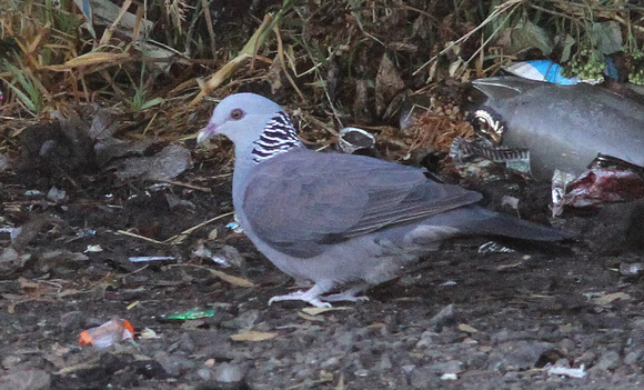 Nilgiri Wood Pigeon....with rubbish.
