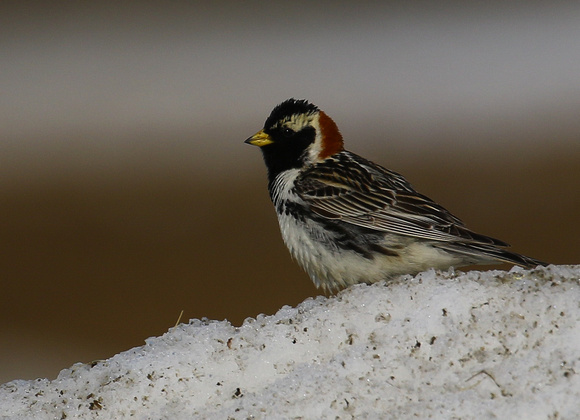 Lapland Bunting (male)...such a  smart bird !