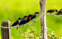 Chestnut-capped Blackbirds.
