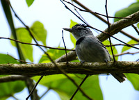 The well-named Pectoral Antwren.