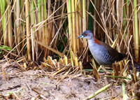 One more !....Grey-breasted Crake