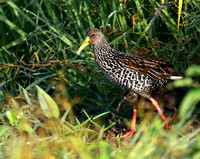 ...and Spotted  Rail ( with chick!).