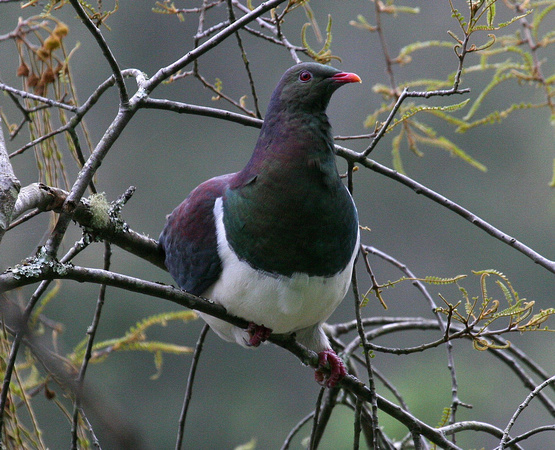 Another N.Z Pigeon