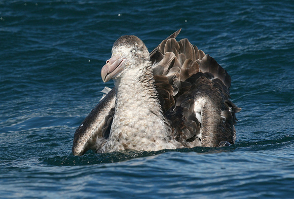 Juv. Northern Giant Petrel....maybe!!