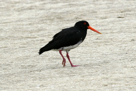Variable Oystercatcher ...pale phase.