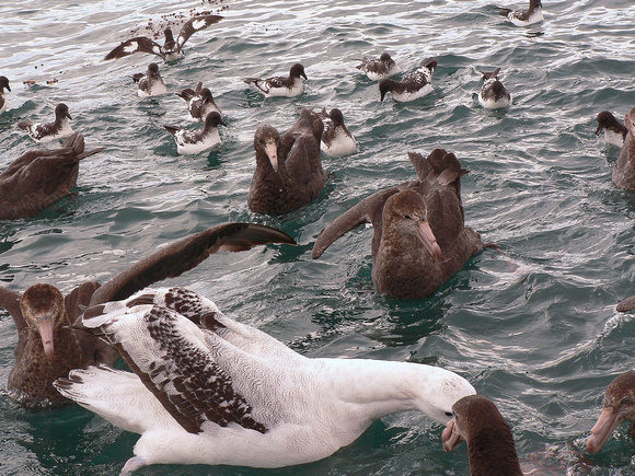 Northern Giant Petrels with a  Wanderer and  Pintados.