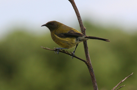 and another....the Bellbird.