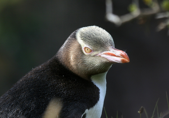 Yellow-eyed Penguin at Oamaru