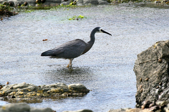 The well-named White-faced Heron.