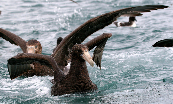 This  ugly brute is a  Southern Giant Petrel