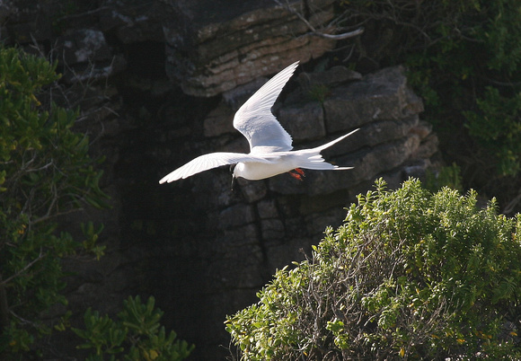 White-fronted Tern.
