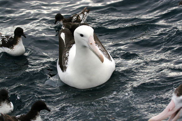 ..and Northern Royal Albatross