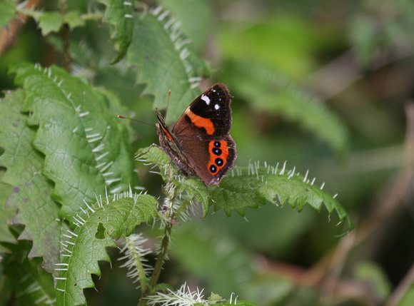 New Zealand Red Admiral on one of NZ's  powerful nettles!