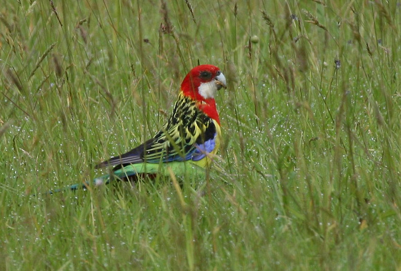 The introduced Eastern Rosella