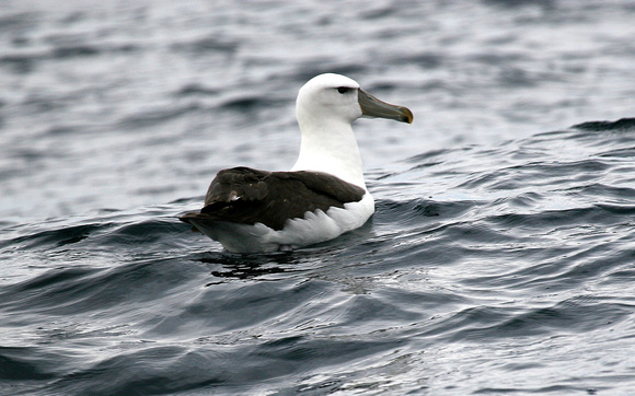 Shy ( Salvin's) Albatross