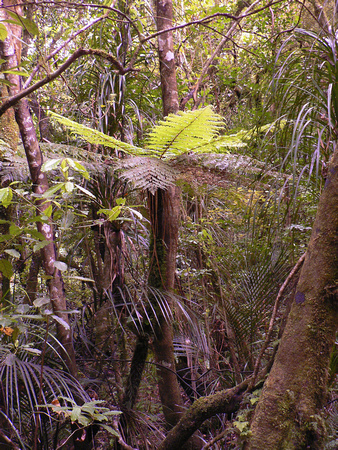 Tree Ferns in  native  forest.