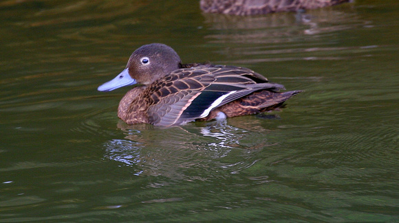 Brown Teal  ( female/eclipse  male)